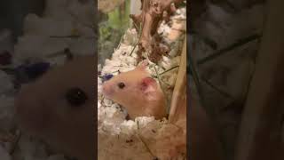 Hamster Einstein Comes Out From His Hideout Under Ground
