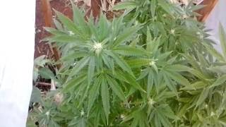 Loyal2dasoil # gorilla glue flower part2