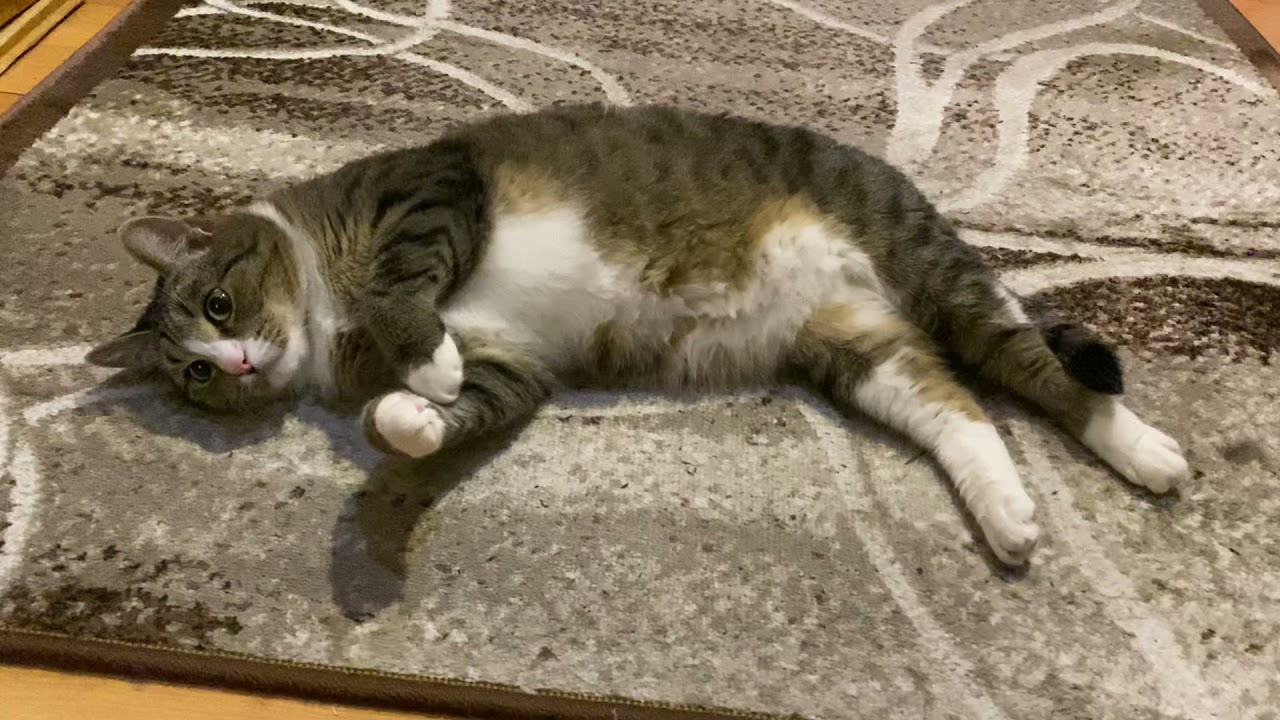 Пример клички для кота