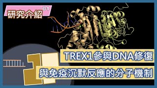 【研究介紹】EP01｜從蛋白質與DNA的複合體結構探討TREX1參與DNA修復以及免疫沉默反應的分子機制