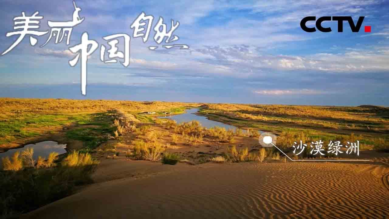 离海洋最远的陆地 古尔班通古特沙漠却显得生机盎然充满诗情画意！《美丽中国自然》阿尔泰山系列【CCTV纪录】