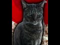 My animals
