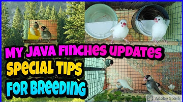 Java finches updates for my farm & java finches best breeding tips in தமிழ்