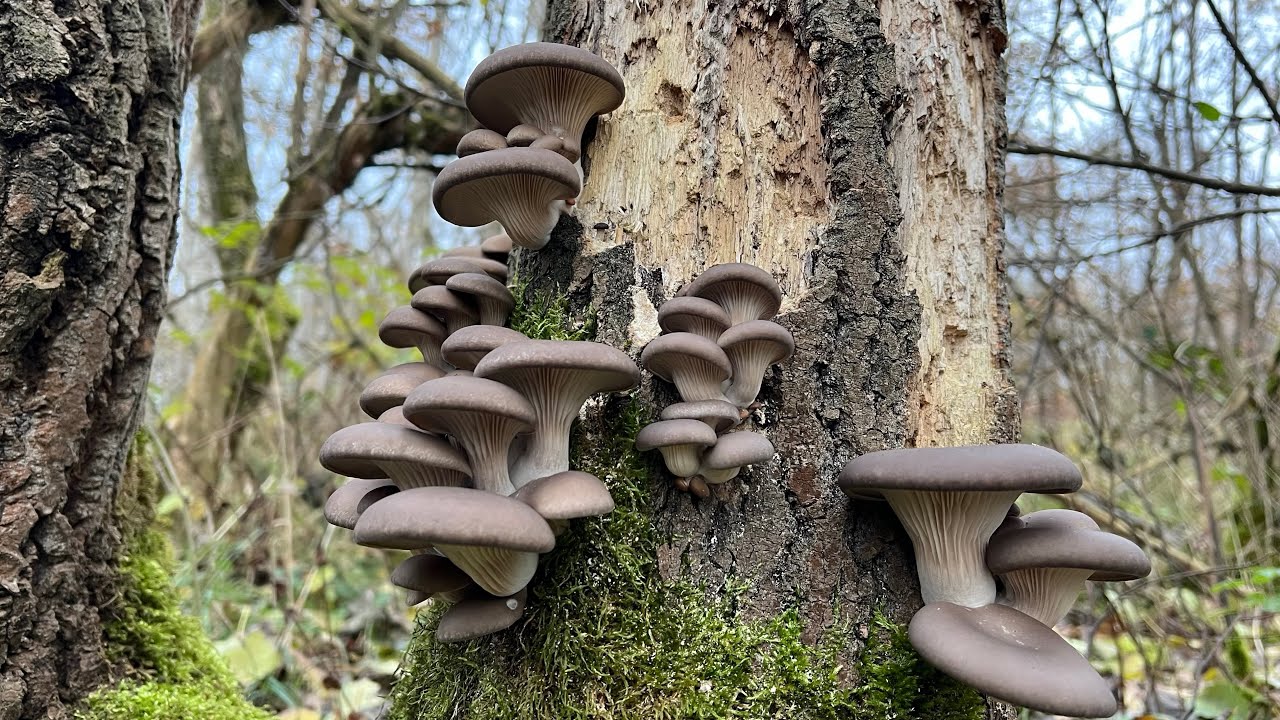🌲🌲🌲🍄🍄🍄🌲🌲🌲 hlíva ústřičná - Pleurotus ostreatus 17.11.2024.