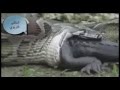 هل شاهدت أفعى الأنكوندا وهي تبتلع تمساح حى 