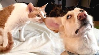 Funny animals - Cats and Dogs / Funny animal videos #5 by Happy Dog 25,918 views 6 months ago 11 minutes, 7 seconds