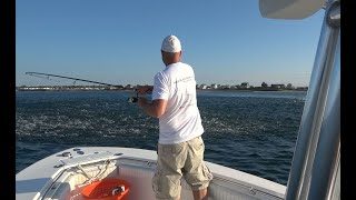 Chub Mackerel
