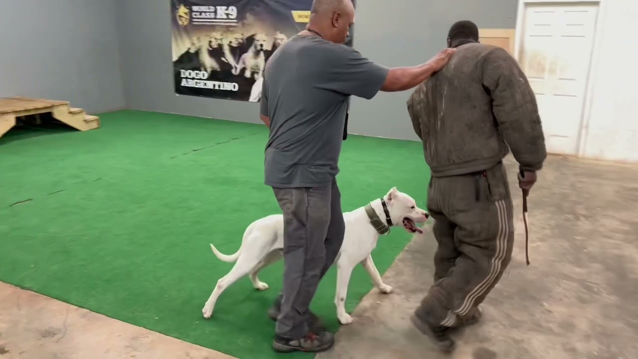 Real protection dogs, the World Class way !