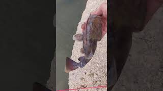 catching me a flathead on nightcrawler and not on cutbait