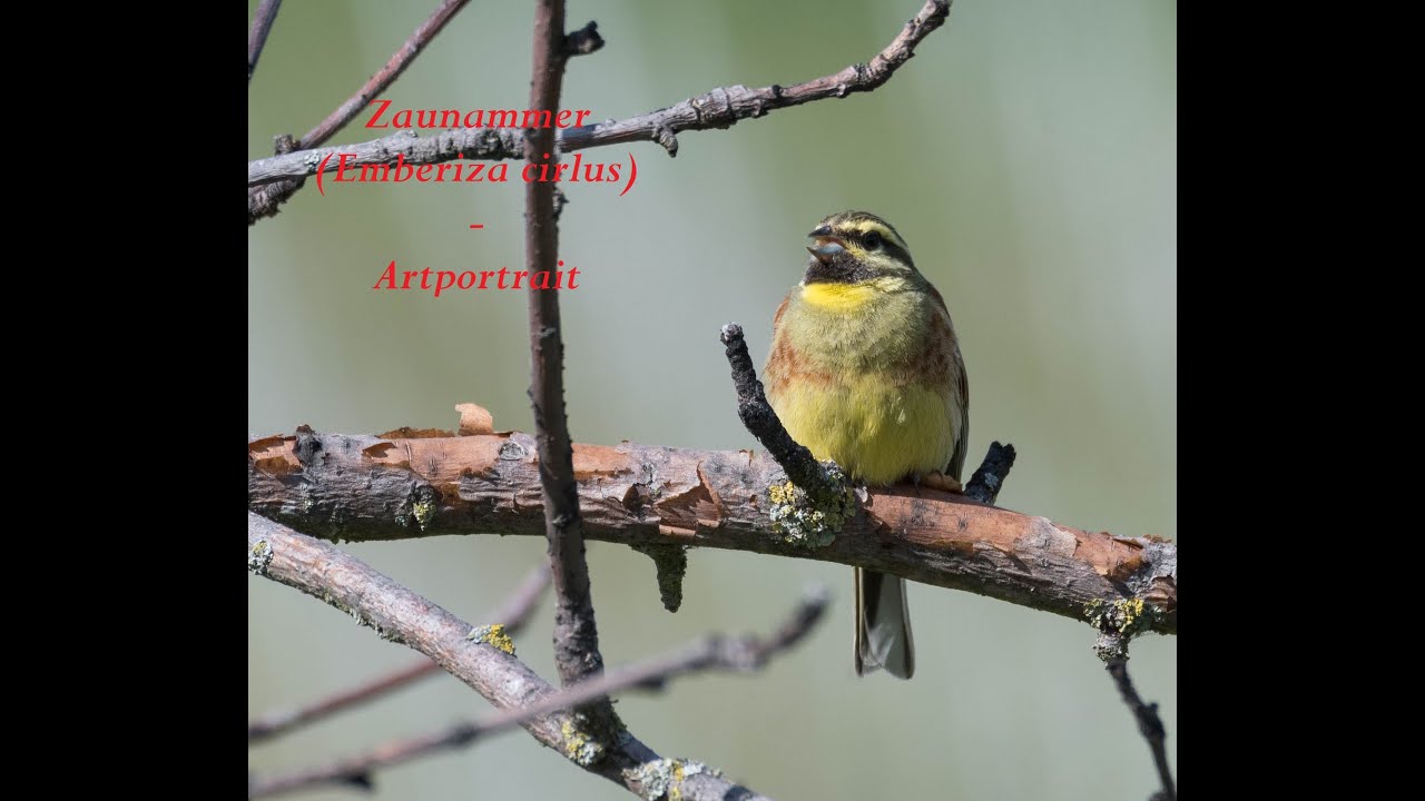 Zaunammer (Emberiza cirlus) - Artportrait