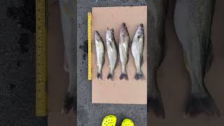 Walleye Catches