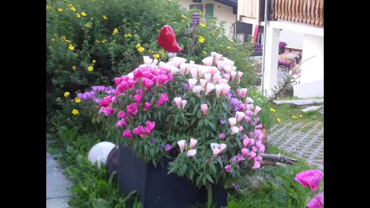 BETTMERALP SWITZERLAND Amazing Mountain Flowers