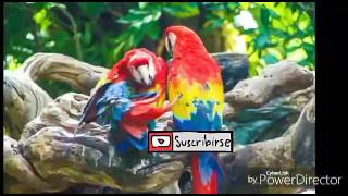 Exclusive ¿Que es la fauna? Information