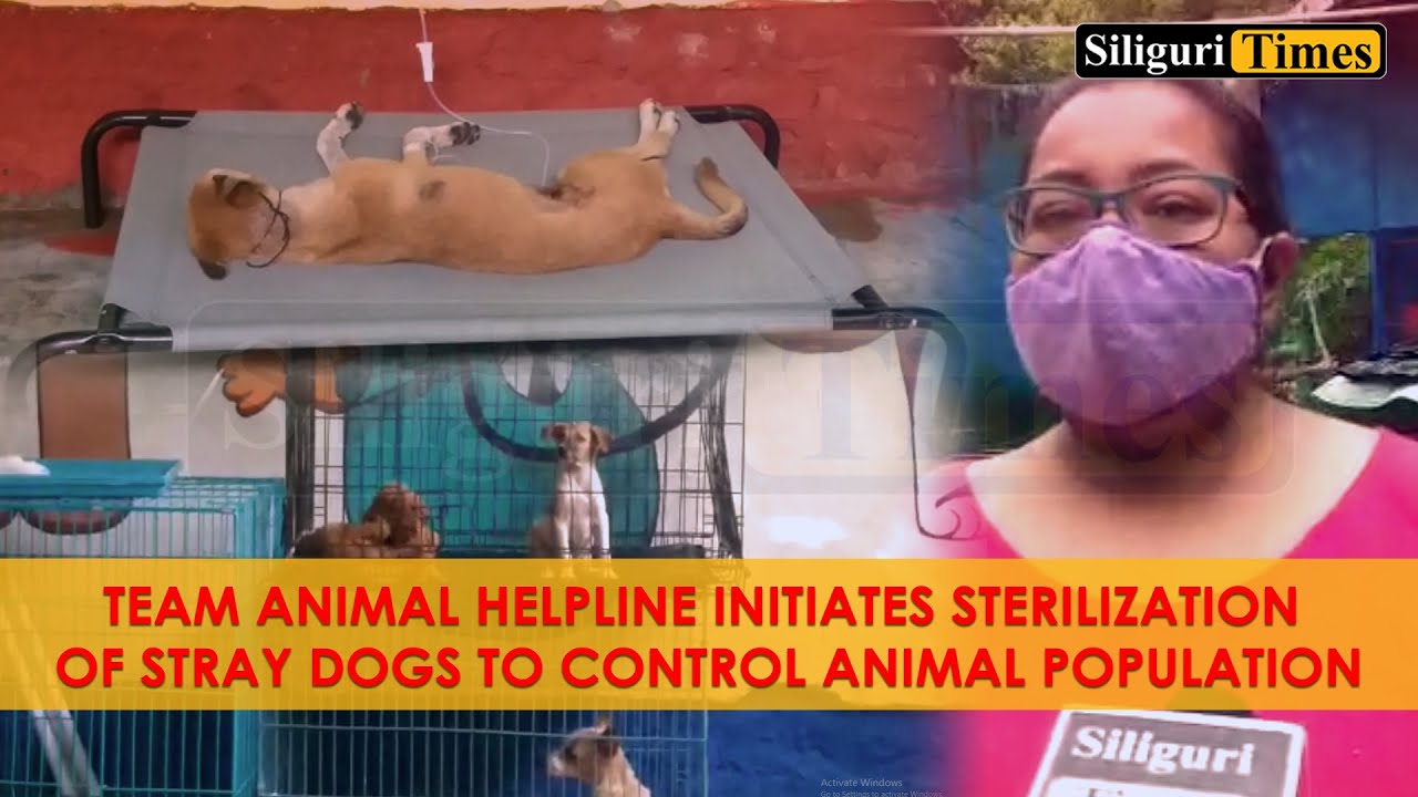 Animal Helpline initiates sterilization of stray dogs to control animal
