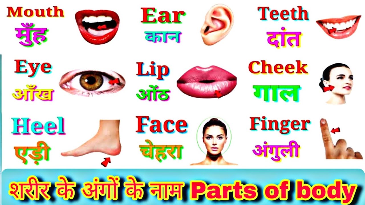 Parts Of Body Name Of Body Parts In English And Hindi parts-of-body-name-of-body-parts-in-english-and-hindi