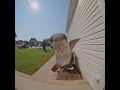 The hummingbird ‘rang’ my doorbell 💕