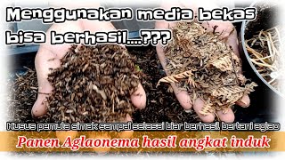 Panen aglonema hasil dari angkat induk || aglonema tubuh subur screenshot 5