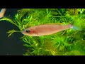Cyprichromis leptosoma Breeding and Care