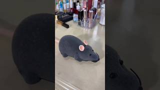 There Is A Ratshorts comedy fyp