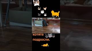 котята,подросли... 6-неделя.