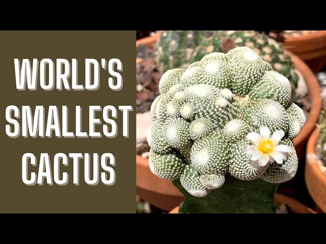 The World's Smallest Cactus | Blossfeldia liliputana - YouTube