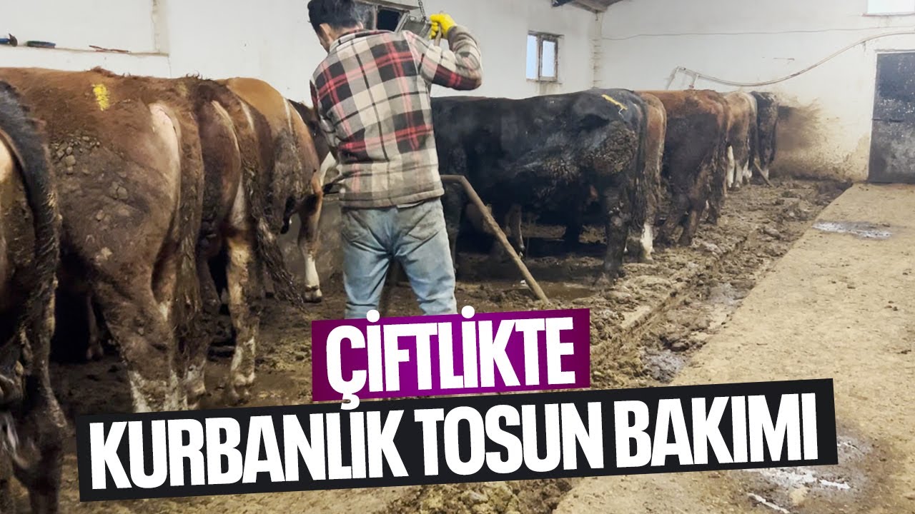 ÇİFTLİKTE KURBANLIK TOSUN BAKIMI / SABAH RUTİNİ | Çiftlik Hayatı ve Çiftlikte 1 Gün