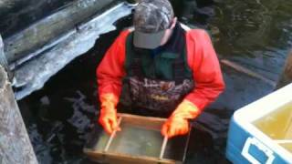 DNR walleye egg-stripping station just off Whitefish's Delta Bay - Brainerd Dispatch MN