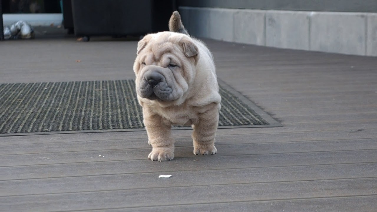 8 week old shar pei