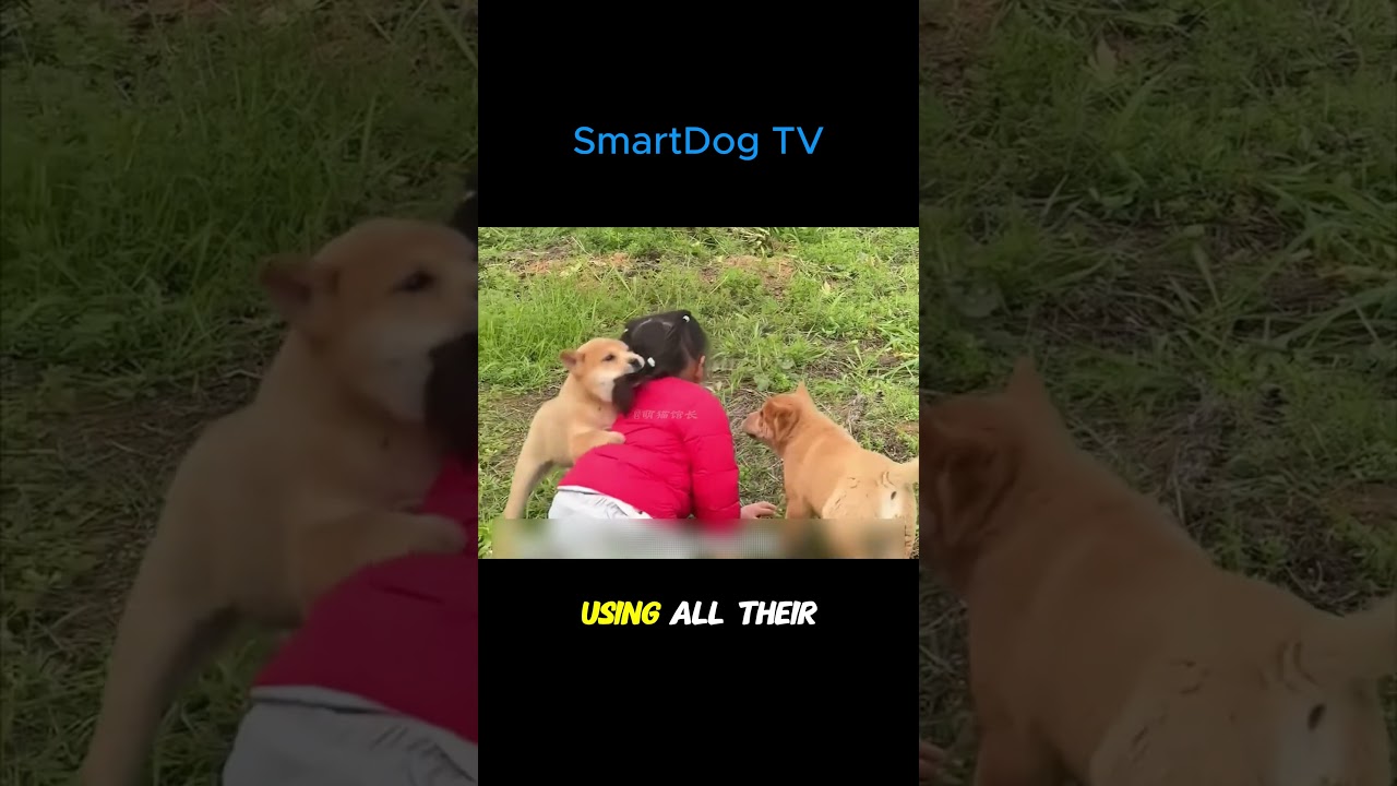 Vietnam’s Native Dog — Underrated, Yet the Best Lifetime Companion 