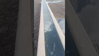 Vlei Kurper Fishing 2