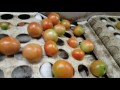 The Satisfying Science of Tomato Packing