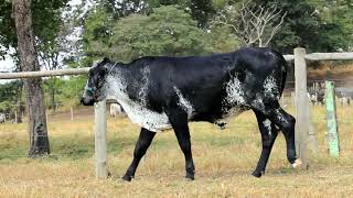 Lote 33 Ilustra A 0Fc