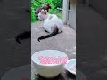 元気になってね 猫のその後 「猫とカラスの日常」