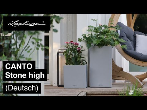 kolbenhirse saatgut Kolbenhirse 'Red Jewel' Samen  Atemberaubendes, drreresistentes Ziergras   The Farm Dream