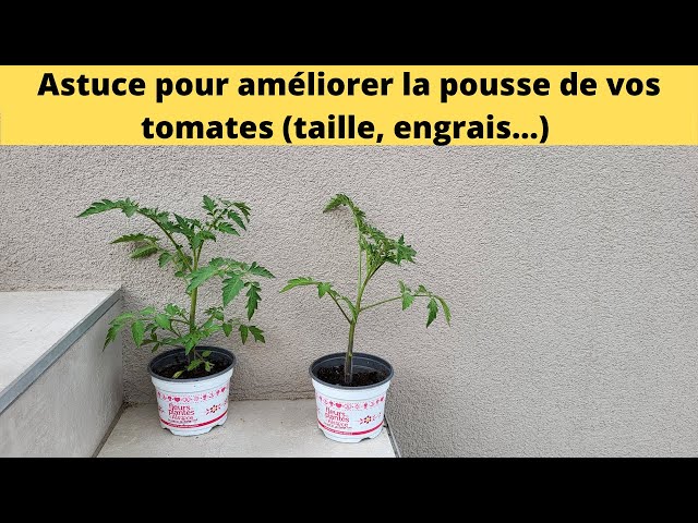 L’astuce de mai pour des tomates ultra-productives tout l’été