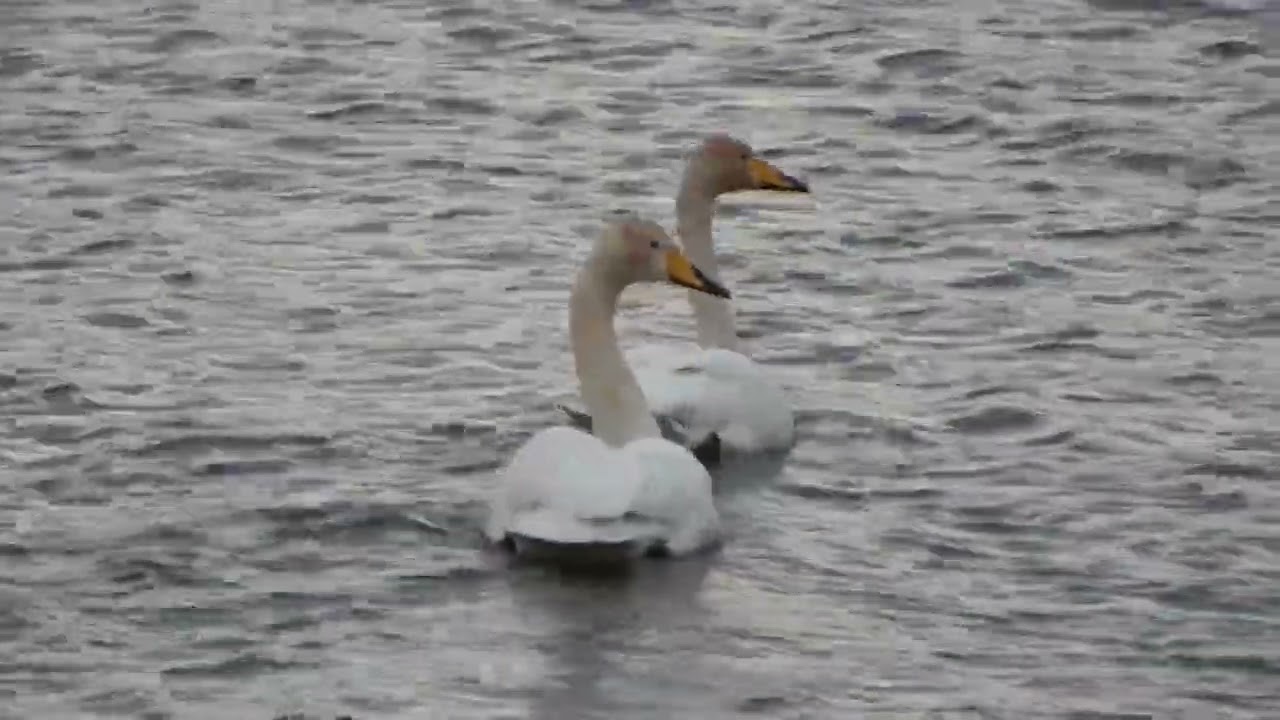 whooper swans numbers dwindle as they fly back to iceland just two today