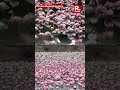 Flamingos Arrive in Large Numbers at Nerul Creek, Navi Mumbai