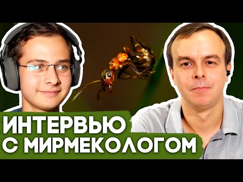 Видео: Как изучают муравьёв? Интервью с мирмекологом Евгением Бурговым \\ Димон и пумба
