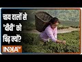 Bengal Diaries: How is Jalpaiguri's tea industry thriving