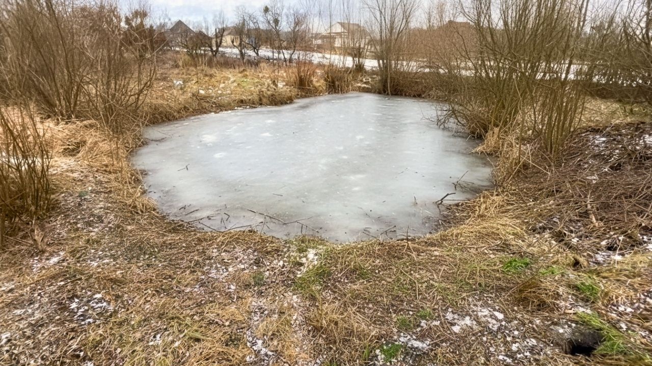 Фотоловушка на окраине деревни. Неожиданные посетители.