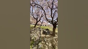 Thumbnail of Apricot Blossom in Rondu Valley 🌸#pov #shortvideo #viral