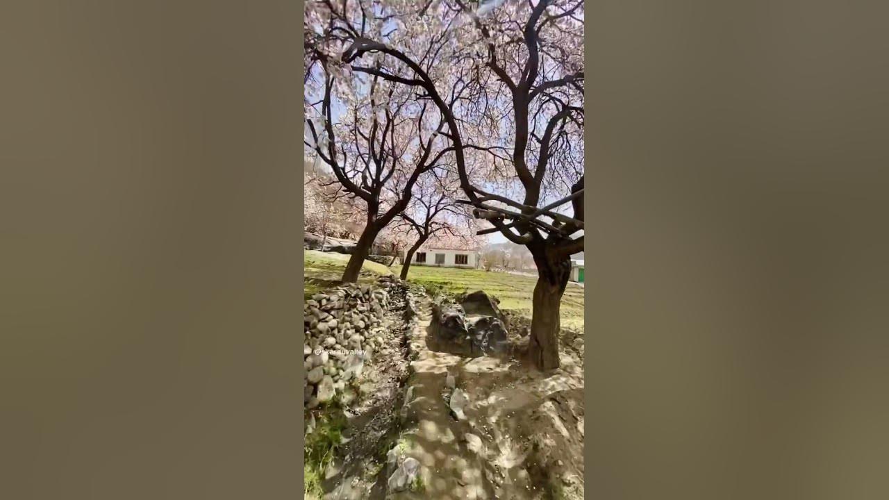 Apricot Blossom in Rondu Valley 🌸#pov #shortvideo #viral