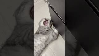 Котяра в деле😼 #шотландскийвислоухий #скотишфолд #кот #приколысживотными #мемноевидео #юморныемемы