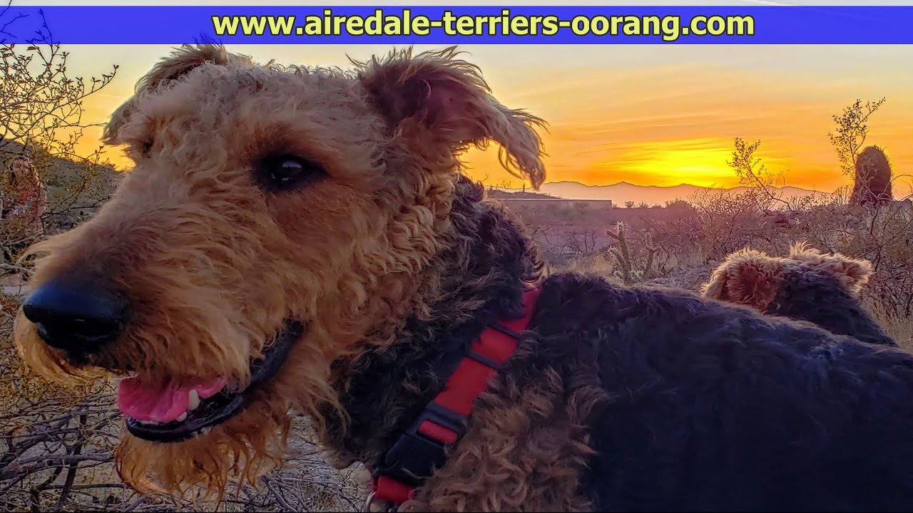 Arizona Larger Airedale Terriers