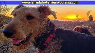 Arizona Larger Airedale Terriers