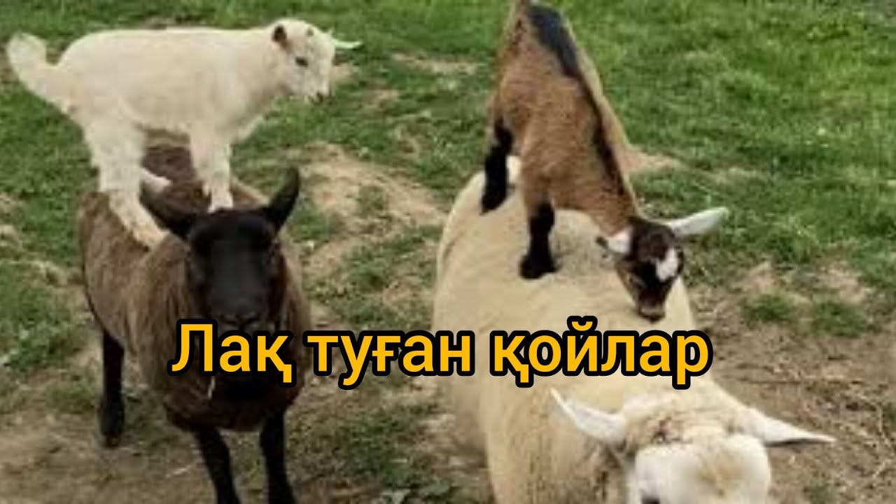 Көптеген спермы бар ең жақсы порно Еркектер сипағанда айғайлайды.