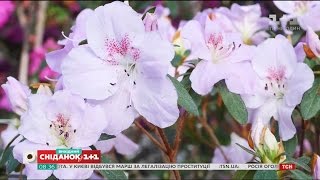 Як доглядати за азаліями - Садівництво для чайників