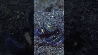 invisible monster 👹#GlassOctopus #InvisibleCreature #OceanMystery #SeaSecrets