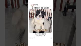 보더콜리를 안 이뻐하면 생기는 일