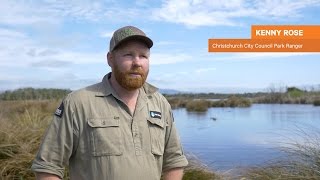 A12 Possum Success – Christchurch City Council